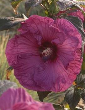 Hibiscus x 'Plum Crazy' (PP11854)