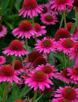 Echinacea x 'Delicious Candy' (PPAF )