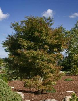 Acer palmatum 'Kamagata'