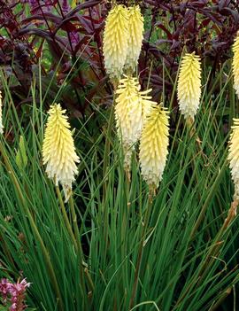 Kniphofia x 'Pineapple Popsicle' (PP22969)