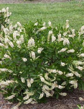 Clethra alnifolia Vanilla Spice® ('Caleb') (PP21589)