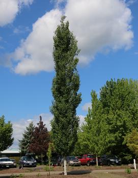 Populus tremuloides Mountain Sentinel® ('JFS-Column')