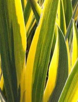 Iris pallida 'Aureo-Variegata'