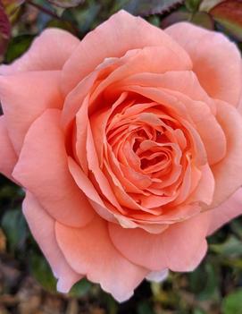Rosa Easy Elegance® Sweet Fragrance ('BAInce') (PP19969)