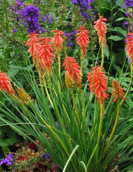 Kniphofia x 'Redhot Popsicle' (PP24036)