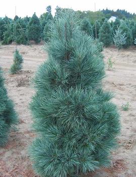 Pinus strobus x ayacahuite 'Domingo'