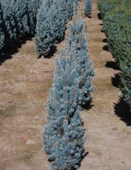 Picea pungens 'Blue Totem'