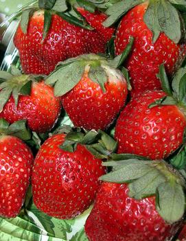 Strawberry 'Quinault'