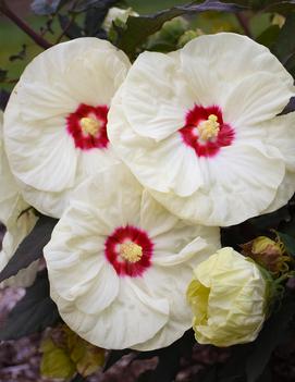 Hibiscus x 'Summerific® French Vanilla' (PPAF 33181)