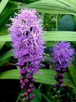 Liatris spicata Floristan Purple ('Violet')