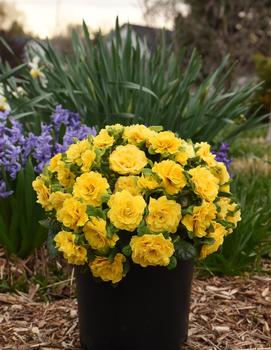 Primula vulgaris Prima Belarina® Spring Sun ('Kerbelsun') (PPAF)