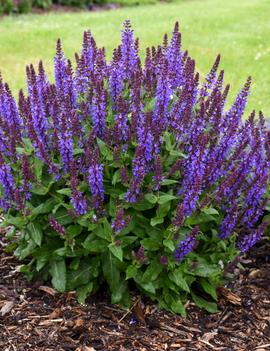 Salvia nemorosa 'Violet Profusion' (PP31467 CPBRAF)