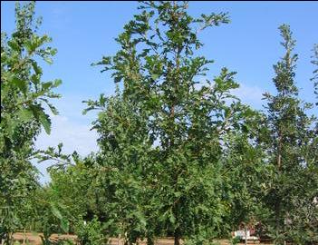 Quercus macrocarpa Cobblestone® Oak ('JFS-KW14')