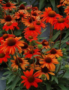 Echinacea x 'Kismet Intense Orange'