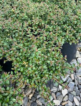 Cotoneaster x suecicus Emerald Beauty™ ('OSUCOT2')