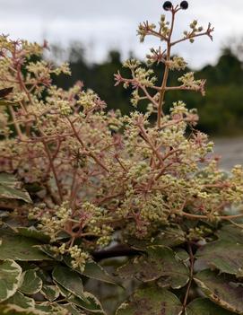 Aralia elata 'Aureovariegata'