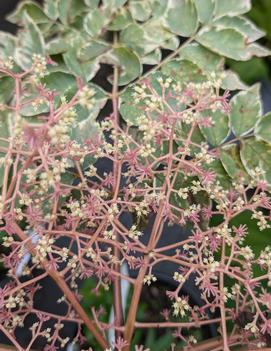 Aralia elata 'Variegata'