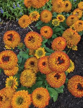 Rudbeckia hirta 'Solar Sister™' (Holtsosis851‘ USPPAF)