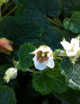 Rubus calycinoides