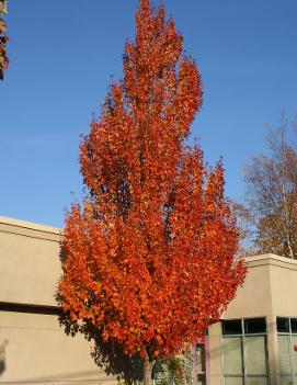 Acer rubrum 'Armstrong'