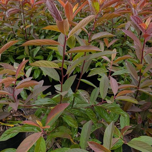Itea virginica 'Henry's Garnet'