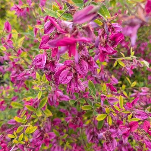 Lespedeza thunbergii 'Gibraltar'