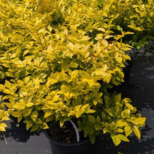 Ligustrum x vicaryi 