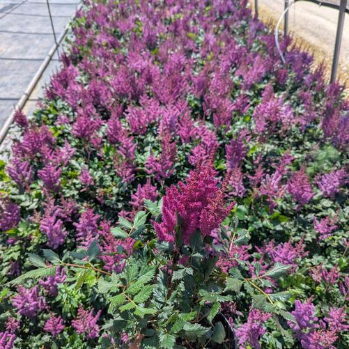 Astilbe chinensis 'Vision in Red'