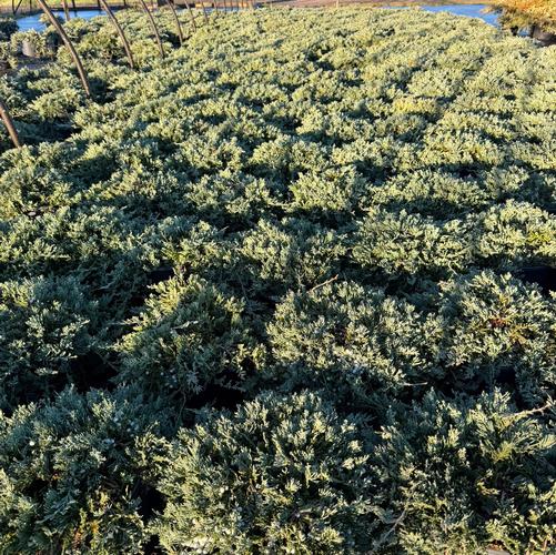 Juniperus horizontalis 'Wiltonii'