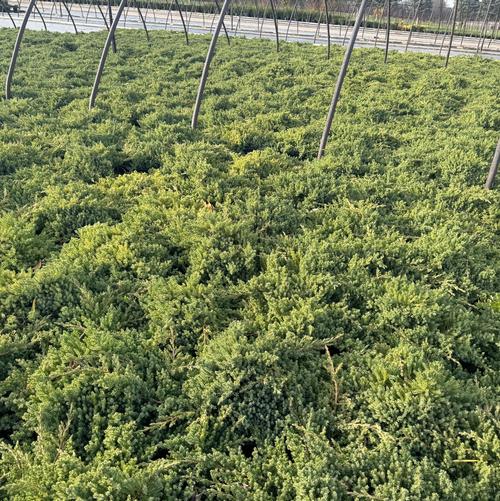 Juniperus procumbens 'Nana'