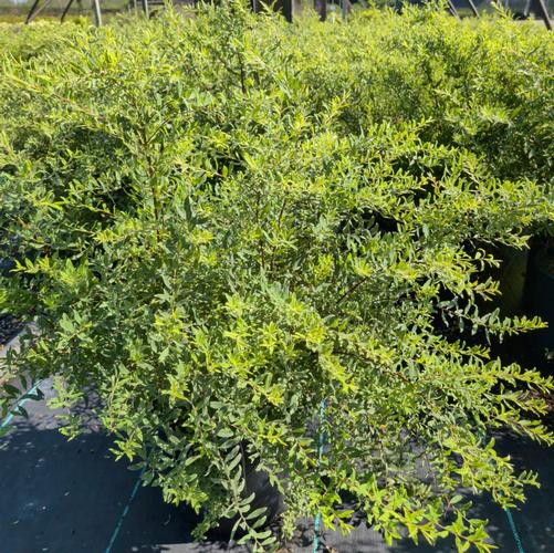 Spiraea x arguta 'Graciosa'