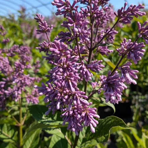 lilas plant Lilas Rose