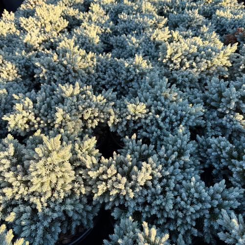 Juniperus squamata 'Blue Star'