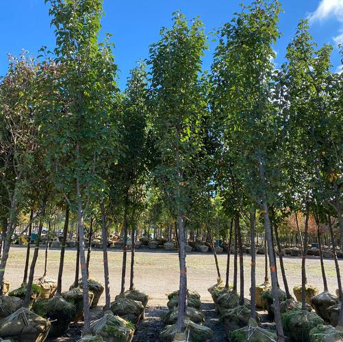 Pyrus calleryana 'Capital'