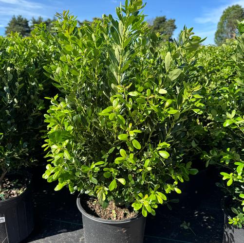 Ilex glabra 'Compacta'