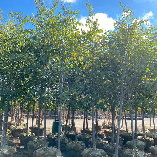 Tilia x flavescens 'Glenleven'