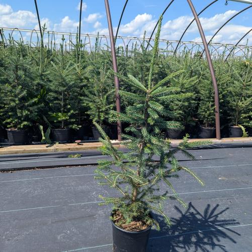 Picea glauca 