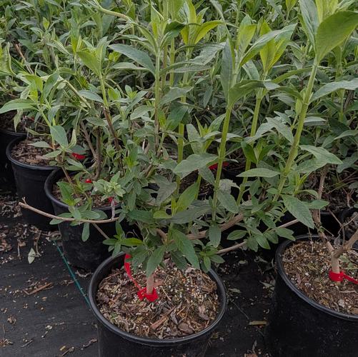 Buddleia davidii 'Royal Red'