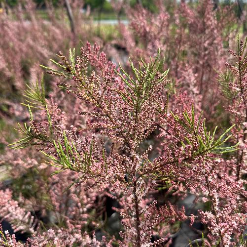 Tamarix ramosissima 'Summer Glow'
