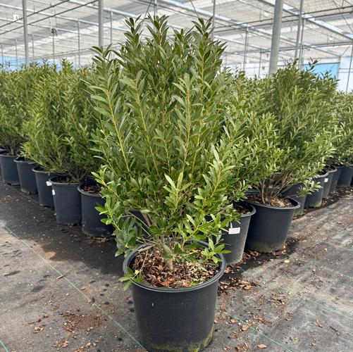 Ilex glabra 'Shamrock'