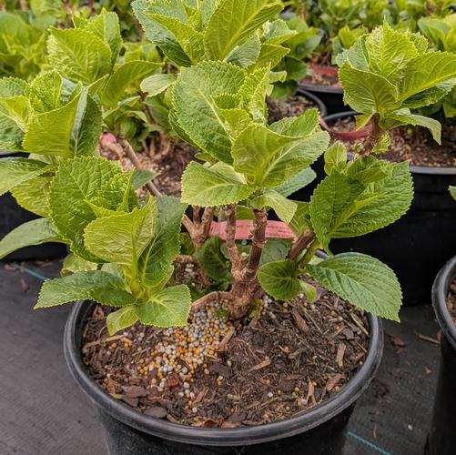 Hydrangea macrophylla 'Magical&reg; Revolution' (Hokomarevo)