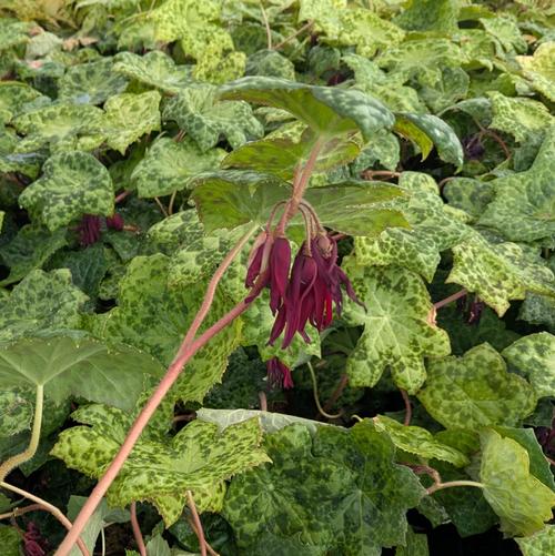 Podophyllum x 'Spotty Dotty'