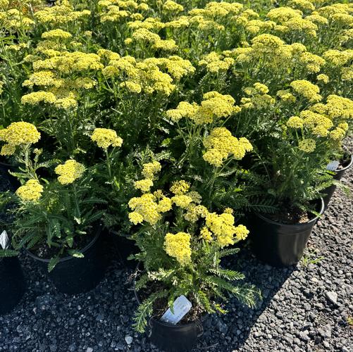 Achillea millefolium 'Sunny Seduction'
