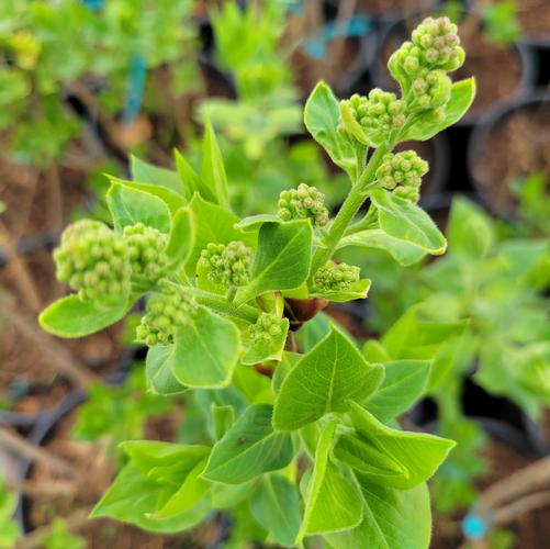 Syringa x vulgaris 'President Grevy'