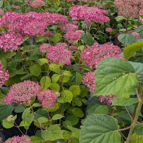 Hydrangea arborescens 'Invincibelle&reg; Spirit II' (NCHA2)