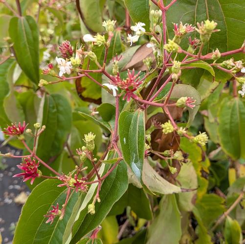 Heptacodium miconioides 'Temple of Bloom&reg;' (SMHMRF)