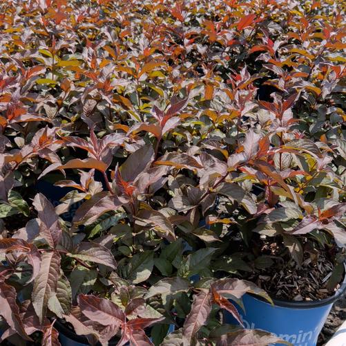 Diervilla splendens 'Nightglow&reg;' (El Madrigal)