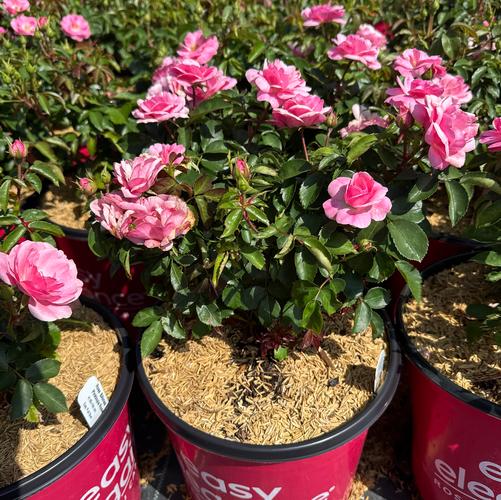 Rosa 'Easy Elegance&reg; Pinktopia' (BAImas)