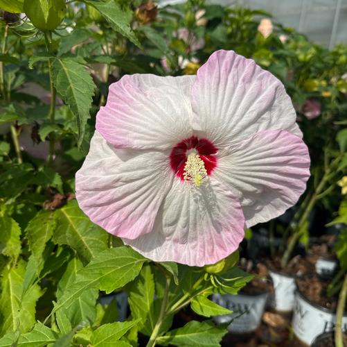 Hibiscus x 'Summerific&reg; Ballet Slippers'