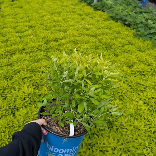 Caryopteris x clandonensis 'Beekeeper&trade;' (Minigold)